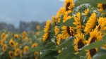 Sunflower festival returns
