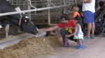 Sheldon Creek Dairy opens its doors to show how their milk goes from the farm to the table.
