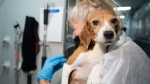 A U.S. Humane Society animal rescue team member carries a beagle into the organization's care and rehabilitation centre in Maryland, Thursday, July 21, 2022. (Kevin Wolf/AP Images for the HSUS)