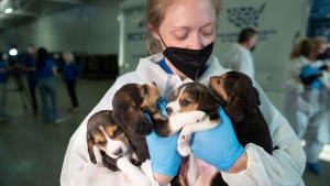CTV National News: 4,000 beagles rescued