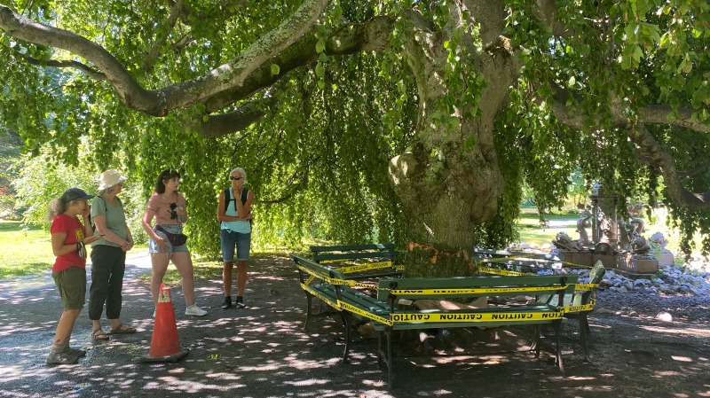 People check out a damaged tree at the Halifax Public Gardens on Wednesday, July 27, 2022. THE CANADIAN PRESS/Lyndsay Arnmstrong 