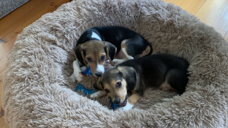Two beagle puppies--Sydney and Wendell--have a new home in Ottawa after they were rescued from a breeding facility in the U.S. that intended to sell the dogs for experiments. (Photo courtesy of Michael Frame)