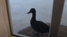 This screenshot from a video posted to Youtube by Fraser Valley Rose Farms shows a lonely duck waiting at the farm house door.
