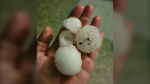 Large hail is shown following a storm in the RM of Francis. (Courtesy: Ivy Morton)