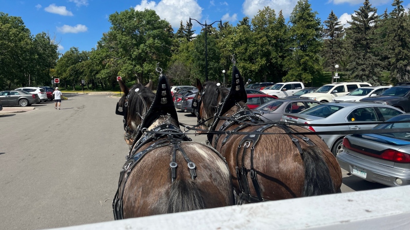 A horse drawn carriage ride was a popular attraction at the Monday Funday event in Regina. (Katy Syrota/CTV News) 