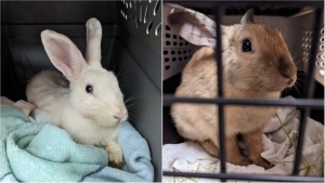 Rescued rabbits are seen in photos from the B.C. SPCA.
