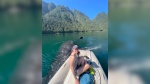 Wild whale encounter