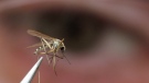 An adult mosquito is shown in the laboratory as the 2007 West Nile Virus program of the Middlesex-London Health Unit kicked off in Strathroy, Ont., Thursday May 10, 2007. (THE CANADIAN PRESS/Dave Chidley)