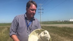 James Tansey with the Ministry of Agriculture holds up a trap with a grasshopper. (StefanieDavis/CTVNews)