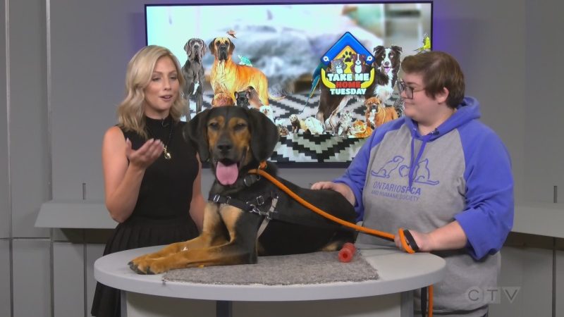 This week's Take Me Home Tuesday features Def Lepperd, a 1.5-year-old hound mix transferred from North Caroline. Aug. 16/22 (CTV Northern Ontario)