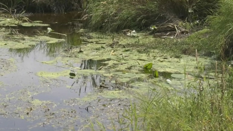 Questions swirl about 200 dead fish in P.E.I river
