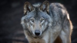 A grey wolf is shown in a photo from Shutterstock.com.