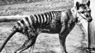 A Tasmanian tiger is seen here at the Berlin Zoo in 1933. Almost 100 years after its extinction, the Tasmanian tiger may live once again. (Pictorial Press Ltd/Alamy Stock Photo/CNN)