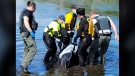 Dolphins saved by residents of small N.S. island