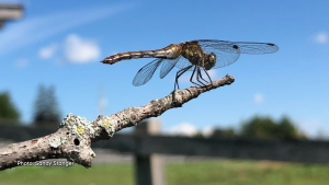Dragonfly perched on the end of a twig in Richmond, Ont. (Sandy Stanger/CTV Viewer)