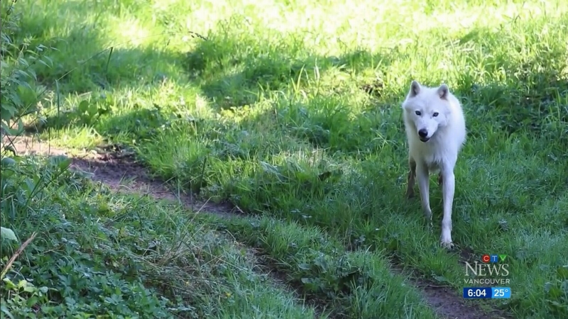 The Greater Vancouver Zoo remained closed Wednesday amid ongoing efforts to track down at least one of the wolves that escaped the enclosure