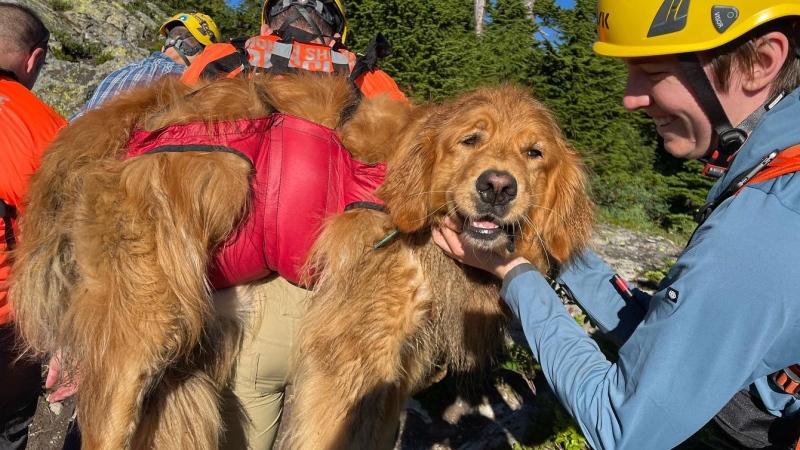 North Shore Rescue volunteers carry an injured dog to safety on Mount Seymour on Aug. 16, 2022. (North Shore Rescue/Instagram) 