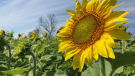 Thousands of sunflowers are blooming at Bombshell Blooms in Hawkestone, Aug. 18, 2022. (CTV NEWS/KC COLBY)