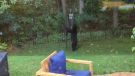 Bob Barter sent CTV News Ottawa video of a black bear attacking a birdfeeder in the backyard of his Kanata home.