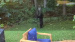Bob Barter sent CTV News Ottawa video of a black bear attacking a birdfeeder in the backyard of his Kanata home. 
