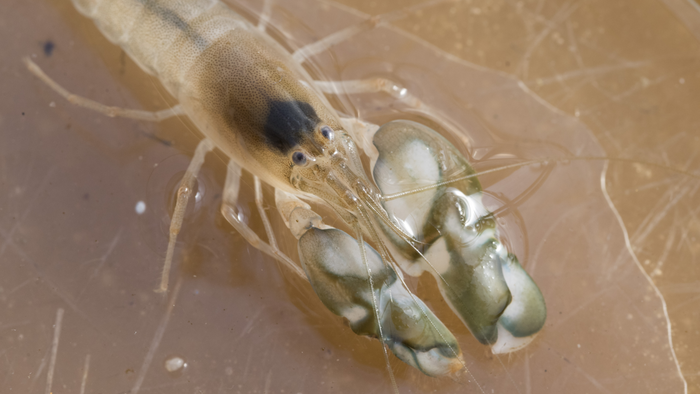 snapping shrimp