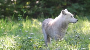 1 wolf dead, 1 missing from zoo