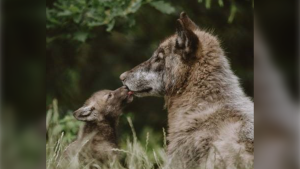A photo of wolves shared by the Greater Vancouver Zoo. 
