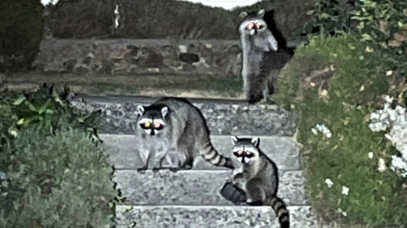 Police in New Westminster are searching for the rightful owner of a wallet after a bizarre police chase involving a trio of raccoons (Photo: New Westminster Police Department/Twitter). 