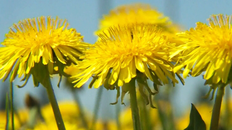 An undated image of dandelions. (File) 
