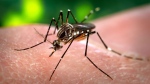 A mosquito is pictured. (File photo/Centers for Disease Control and Prevention)