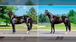 Oceana (left) and Marina, two horses from the RCMP Musical Ride breeding program up for auction this fall. (GCSurplus)