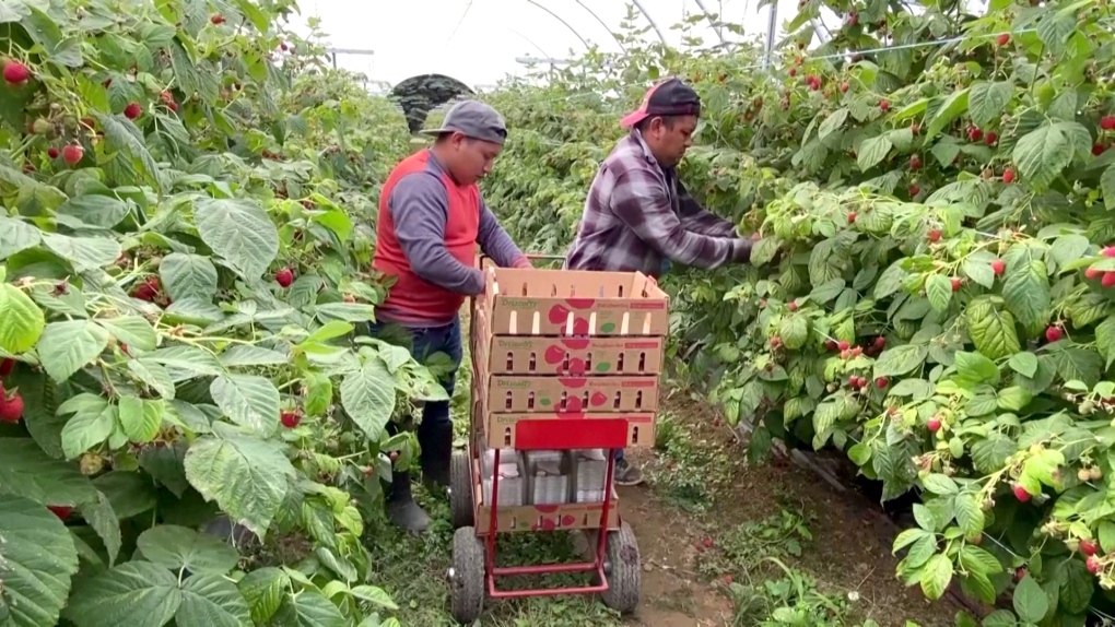 Workers pick berries at Masse Nursery in Quebec