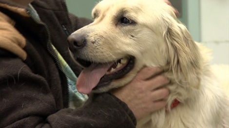 Angel, a golden retriever credited with saving an 11-year-old boy from a cougar attack, underwent surgery Monday for wounds inflicted by the cougar. Jan. 4, 2010. 