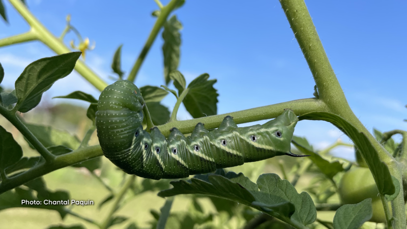 A horn worm eating our tomato plant in Stittsville. They say that these worms can eat a whole tomato plant in 2 days ! 
We were able to save our plant by cutting the branch off the plant with the worm on it and placing it somewhere else in the yard. (Chantal Paquin/CTV Viewer)
