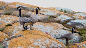 Canada geese heading south in Churchill. Photo by Jean-Claude Duval.