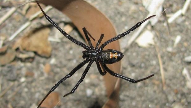 A Western black widow spider is pictured. 