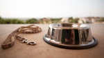 A dog bowl and leash are seen in this undated stock image. (Image: Shutterstock) 