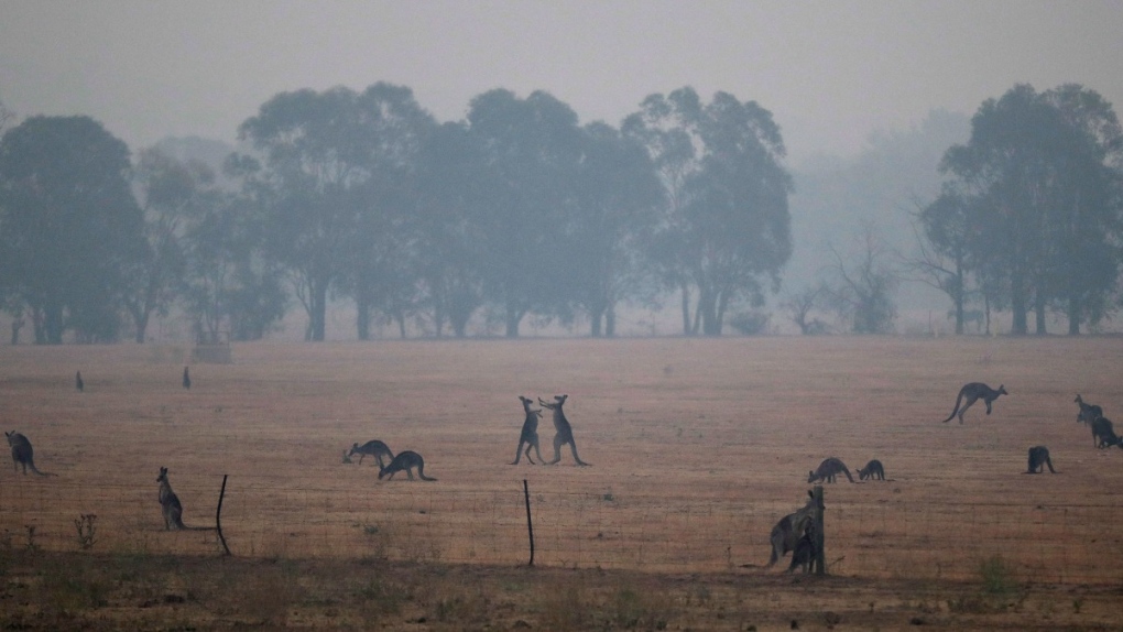 Kangaroos graze amid wildfires near Canberra
