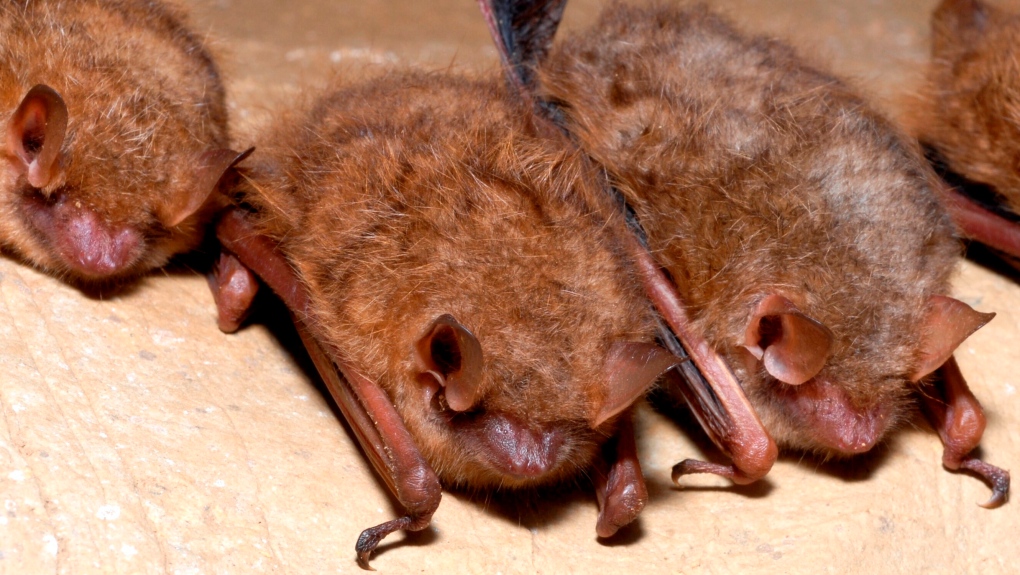 Tricoloured bats