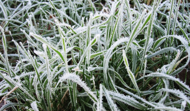 It's the time of year when overnight temperatures begin to plunge. Environment Canada issued frost advisories Wednesday for several communities in northeastern Ontario. (File)