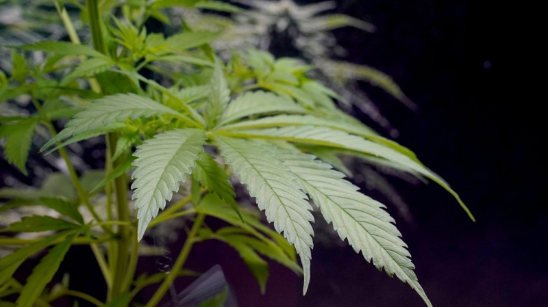Leaves of a cannabis plant. (AP Photo/Rich Pedroncelli)