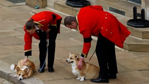 The royal corgis await the cortege on the day of the state funeral and burial of Britain's Queen Elizabeth, at Windsor Castle, Monday Sept. 19, 2022. (Peter Nicholls/Pool Photo via AP)
