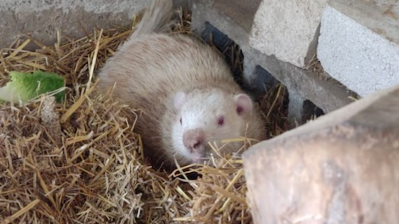 New Wiarton Willie albino groundhog welcomed by South Bruce Peninsula. Sept 19, 2022. (Source: Town of South Bruce Peninsula)