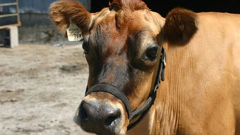 A dairy cow at the Home on the Range farm in Chilliwack, B.C., is seen in a 2008 image.