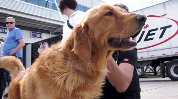 Rescue dogs last flight lands in Toronto before import ban