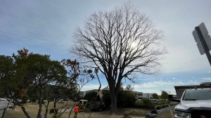 A centuries-old Elm tree is being taken down in Kitchener. (Tyler Kelaher/CTV News Kitchener)