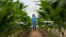 A worker walks among cannabis plants at a Clever Leaves plant, a company that produces cannabis for medical purposes, in Pesca, Colombia, Thursday, Sept. 1, 2022. (AP Photo/Fernando Vergara) 