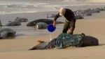 In this image made from a video, a rescuer pours water on one of stranded whales on Ocean Beach, near Strahan, Australia Wednesday, Sept. 21, 2022. More than 200 whales have been stranded on Tasmania's west coast, just days after 14 sperm whales were found beached on an island off the southeastern coast. (Australian Broadcasting Corporation via AP) 