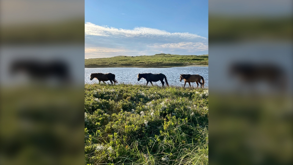Sable Island Horses