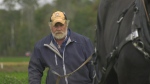 Scott Thomas of Elmwood, Ont. competing with his horse tea, at the International Plowing Match in North Grenville. (Nate Vandermeer/CTV News Ottawa)